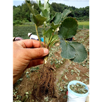 草莓种植培训 