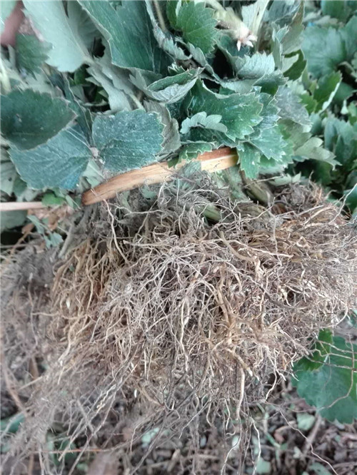 草莓种植技术培训基地 