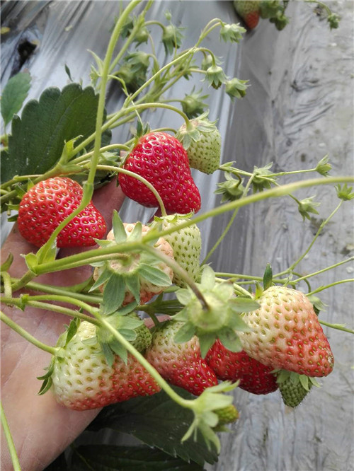 草莓种植技术培训基地
