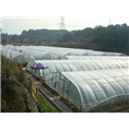草莓基地大棚局部图
