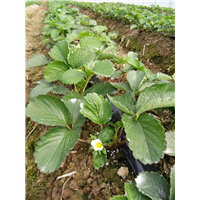 草莓种植技术培训基地