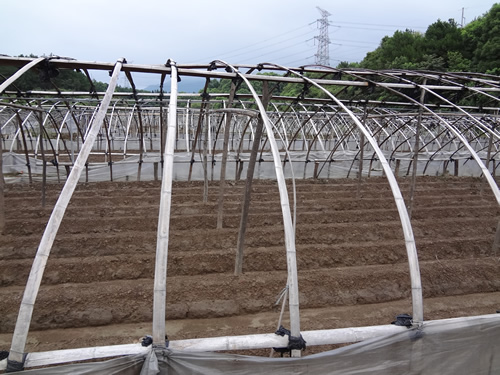 草莓基地