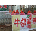 草莓采摘基地，我来啦 