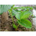 草莓苗发育成长期