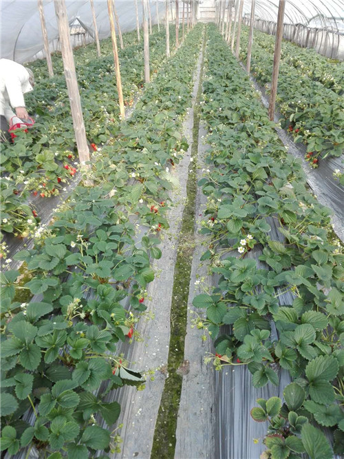 草莓种植技术培训基地