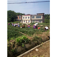 草莓种植培训 