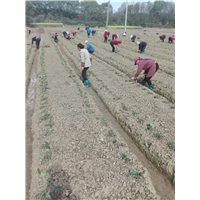 草莓种植技术培训基地