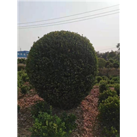 河南大叶黄杨 