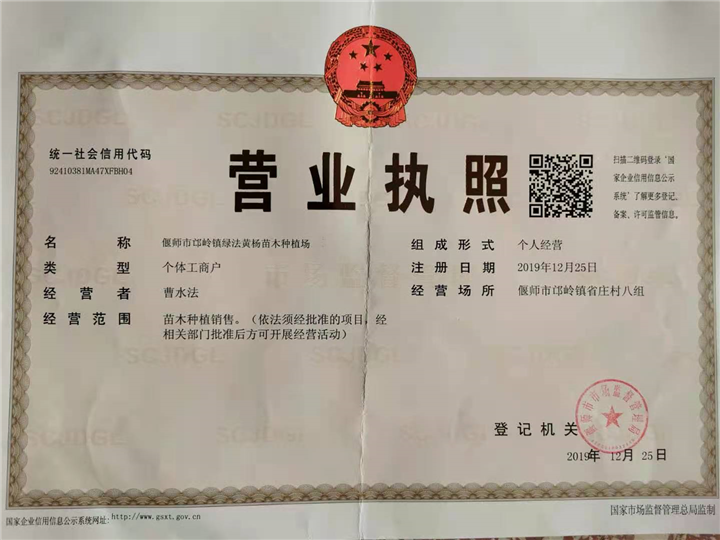 80公分黄杨球&河南洛阳黄杨球