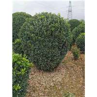 河南大叶黄杨2 