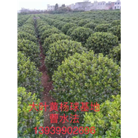 河南大叶黄杨 