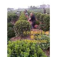 河南黄杨球 