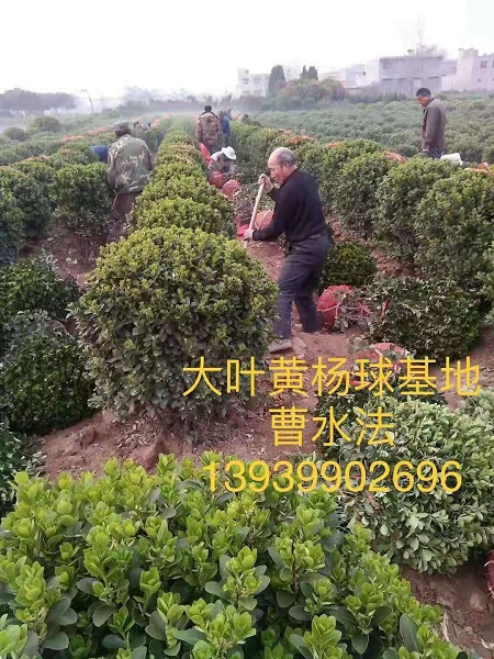 河南黄杨球 