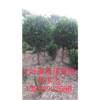1.5米黄杨柱|河南大叶黄杨柱