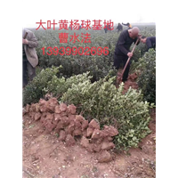 大叶黄杨球基地 