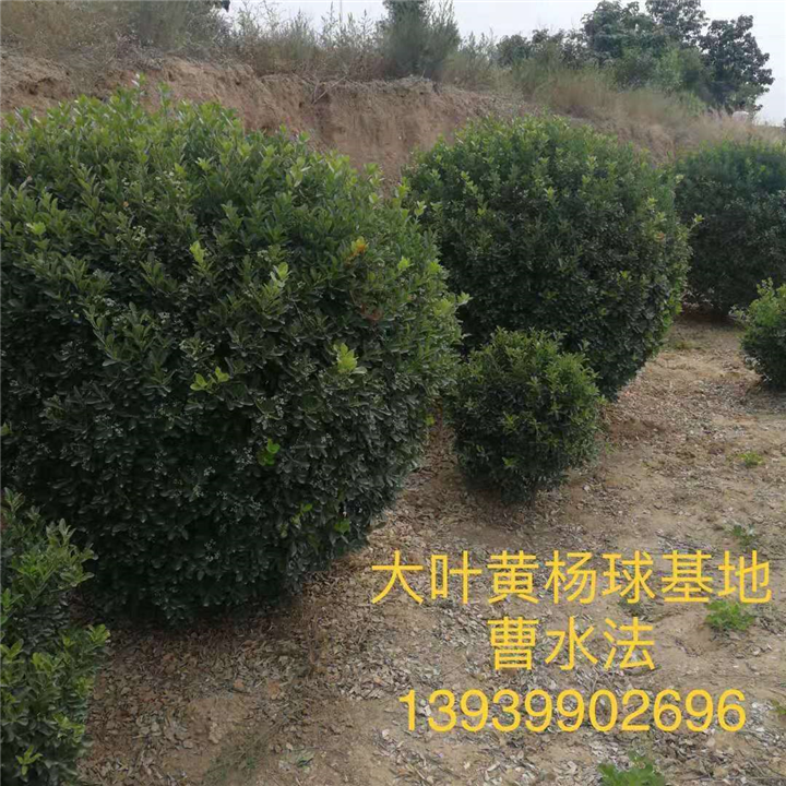 河南大叶黄杨球 