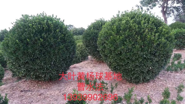 河南大叶黄杨球 