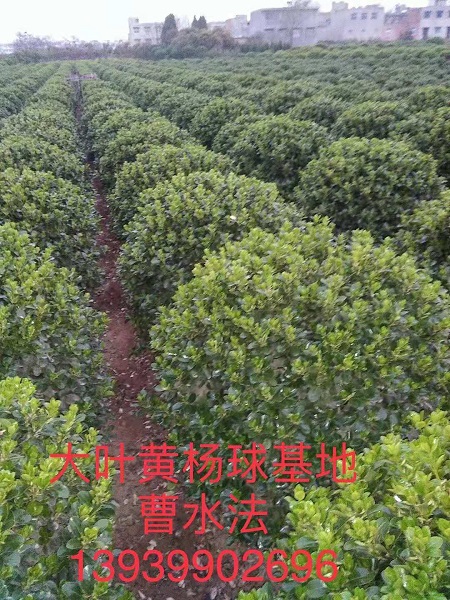 河南大叶黄杨 