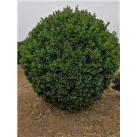 河南黄杨球 