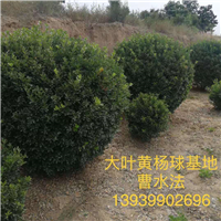 河南大叶黄杨球
