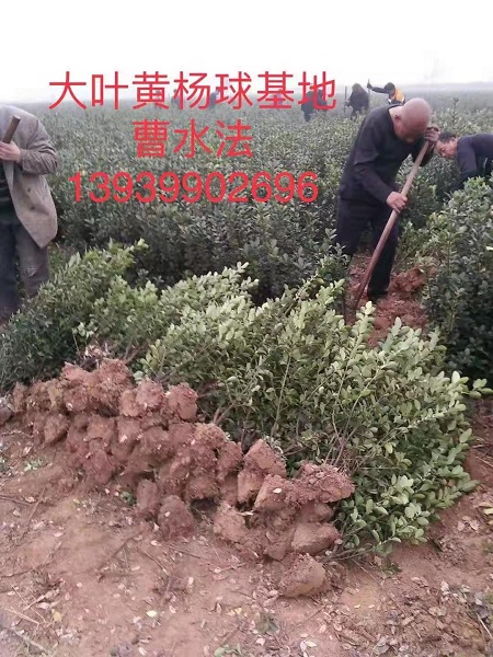 大叶黄杨球基地 