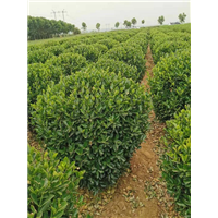 河南蜀桧