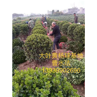 大叶黄杨球基地河南黄杨球 