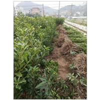 杨梅苗(苗木场)