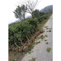 浙江杨梅苗