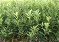 春节期间 （杨梅苗）多样化优惠【杨梅苗价格】 