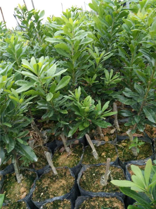 浙江杨梅苗✚荸荠杨梅苗 