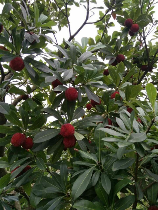 荸荠杨梅苗 