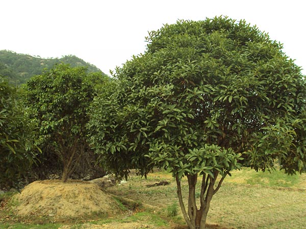 浙江桂花树苗种植-浙江桂花树苗价格-浙江桂花树苗批发 
