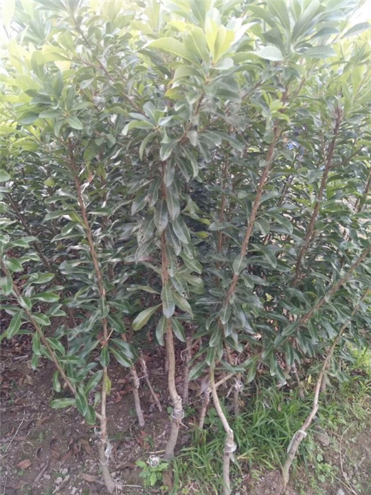 浙江荸荠杨梅苗