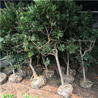 杨梅苗价格