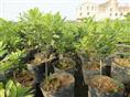 大量优质浙江桂花出售-浙江桂花批发|·浙江南桂花价格-出售浙江桂花 
