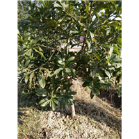 荸荠杨梅苗 