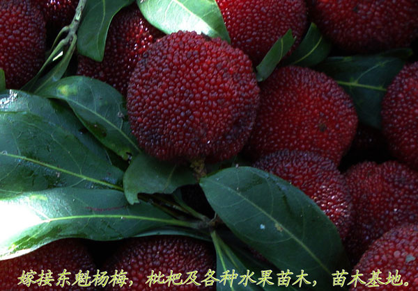 全国**的【杨梅苗】 品质好 要买杨梅苗的客户请拨打15167696151绿羽苗木合作社联糸 