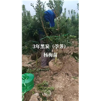 杨梅苗多少钱一棵