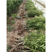 荸荠杨梅苗批发