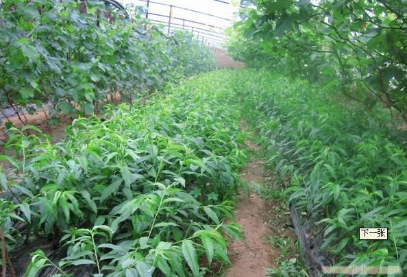 大量供应1-9公分 杨梅苗 枇杷苗 桂花等绿化苗木 销售热线15167696151 
