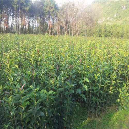杨梅什么时候上市