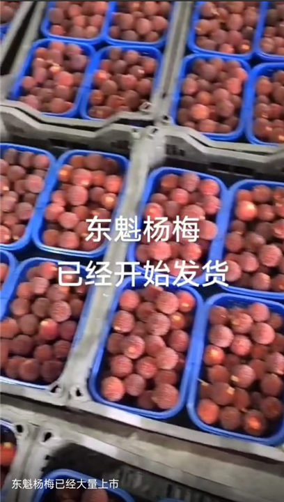 浙江杨梅苗基地