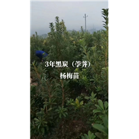 杨梅苗批发