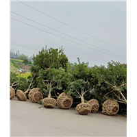 杨梅苗木价格