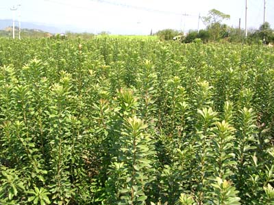 浙江两年生茡荠杨梅树〓浙江两年生茡荠杨梅树价格〓浙江两年生茡荠杨梅树批发 
