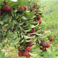 杨梅苗批发