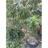 杨梅苗基地