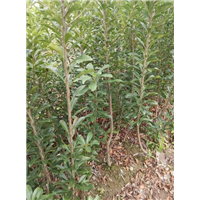 荸荠杨梅苗