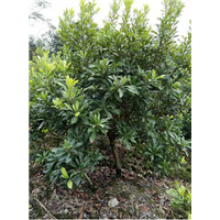 杨梅苗种植